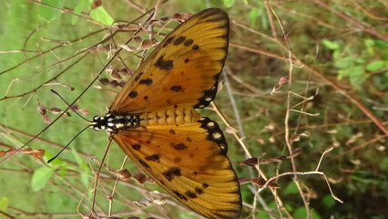 Closeup photos of butterfly in the garden