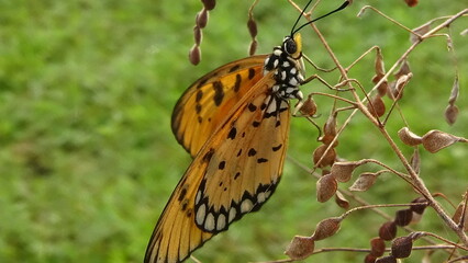Fototapeta premium Closeup photos of butterfly in the garden