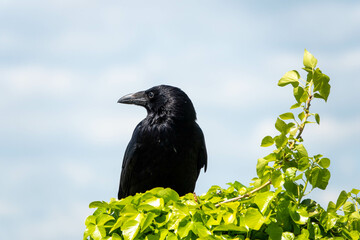 the carrion crow corvus corone a passerine bird of the family corvidae perched on ivy with a blurred sky background