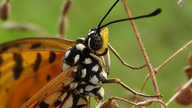 Closeup photos of butterfly in the garden