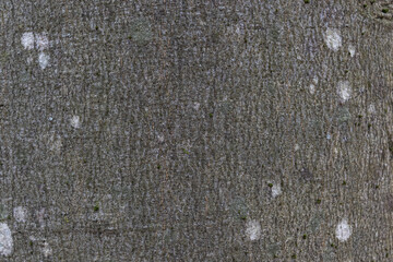 Close-up texture of grey beech tree bark with white spots of lichen, macro image background