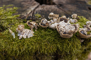 The stump is overgrown with moss. There are mushrooms growing on the beautiful stump. Close-up of a cutted mossy tree