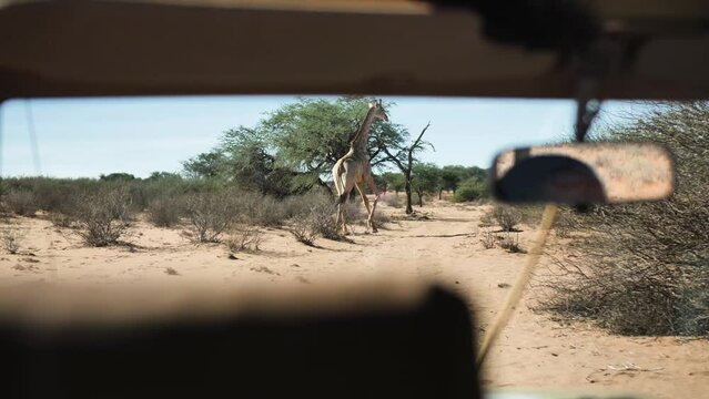 Giraffe galloping through Namibian desert. Filmed by a safari car on a morning game drive.