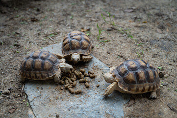 Sucata tortoise on the ground
