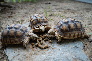 Sucata tortoise on the ground
