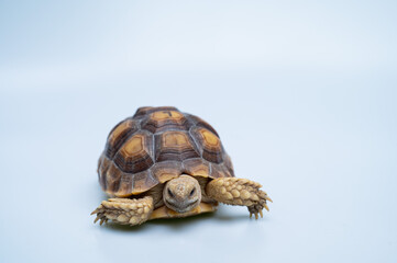 Sucata tortoise on white background