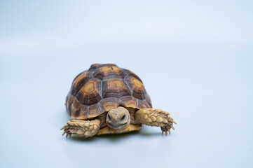 Sucata tortoise on white background