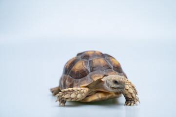 Sucata tortoise on white background