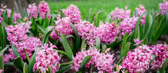 Fototapeta premium Beautiful blooming of spring flowers, the revival of nature, background, macro photography of flowers. Beautiful bright pink summer flowers, nature background.