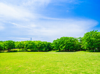青空と新緑の公園