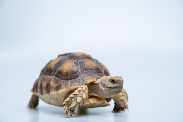 Sucata tortoise on white background