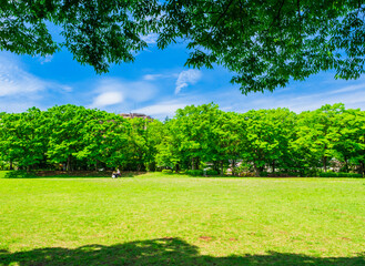 青空と新緑の公園