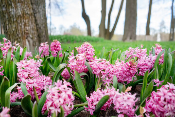 Obraz premium Beautiful blooming of spring flowers, the revival of nature, background, macro photography of flowers. Beautiful bright pink summer flowers, nature background.