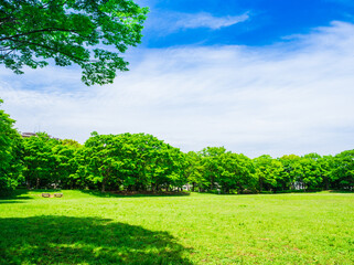 Obraz premium 青空と新緑の公園