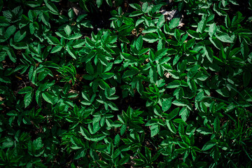 Beautiful background of green leaves close-up.