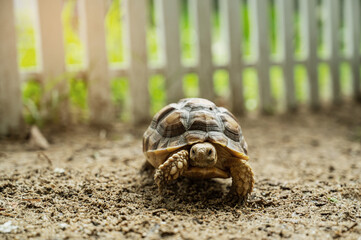 Sucata tortoise on the ground