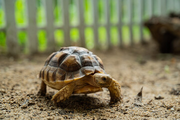 Sucata tortoise on the ground