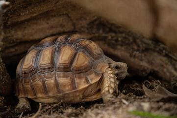 Sucata tortoise on the ground