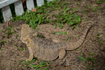bearded dragon on ground with blur background