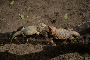bearded dragon on ground with blur background