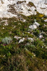 Carpet of wild flowers growing at the base of a chalk cliff