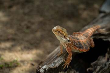 bearded dragon on ground with blur background