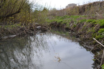 reeds in the water