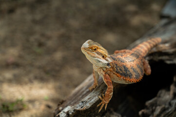 bearded dragon on ground with blur background
