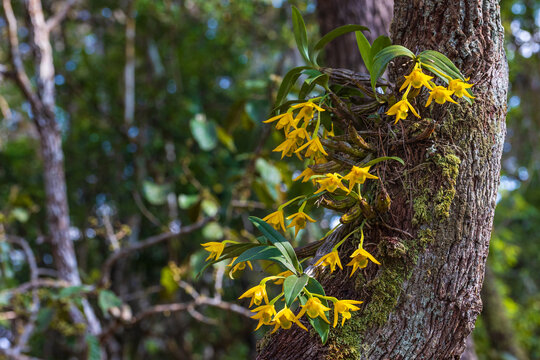 Dendrobium trigonopus Rchb.f.  beautiful rare wild orchids in tropical forest of Thailand.