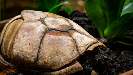 tortoise shell in the garden