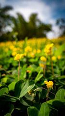 yellow flowers in the field