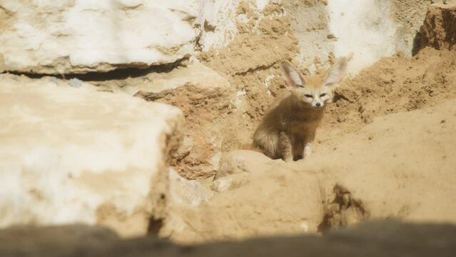 Fennec fox sitting between the rocks. Slow motion. 