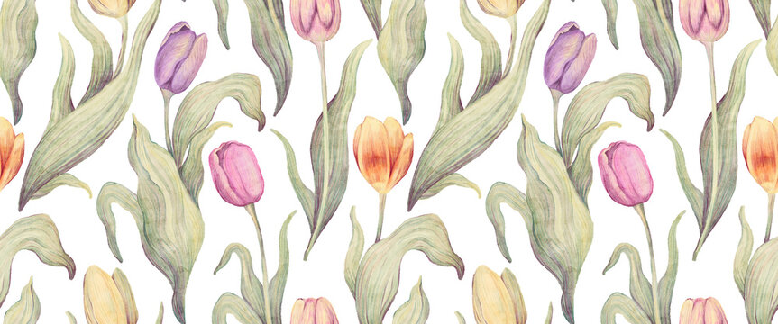 Watercolor floral hand drawn seamless pattern with delicate illustration of blossom pink, yellow, purple tulips. Colorful spring flowers, buds wallpaper. Garden elements isolated on white background