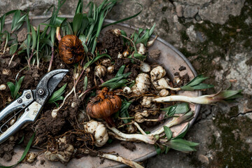 Flower bulbs of tulips, hyacinths, lilies and other flowers in an iron dish for planting in the soil. View from above. Gardening.
