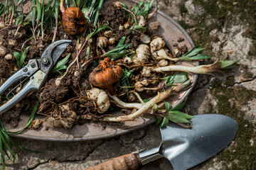Flower bulbs of tulips, hyacinths, lilies and other flowers in an iron dish for planting in the soil. View from above. Gardening.