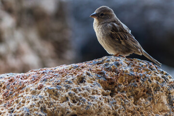 sparrow on a rock