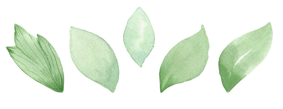 A set of vector watercolor leaves. Lovely design elements to make your own patterns, laurels and compositions. Great for wedding or invitations. Vector watercolor. Vectorized painting.