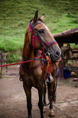 Obraz premium portrait of a horse