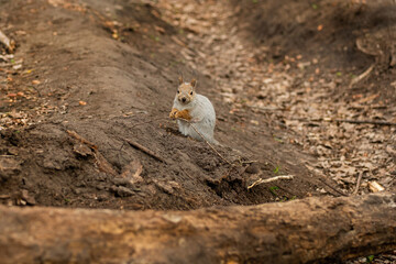 Gray fluffy squirrel buries nuts in autumn forest. Animals are stocking up on food for winter.