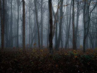 Dark forest in thick fog. Creepy forest at dawn. Atmospheric autumn woods. 