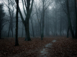 Dark forest in thick fog. Creepy forest at dawn. Atmospheric autumn woods. 