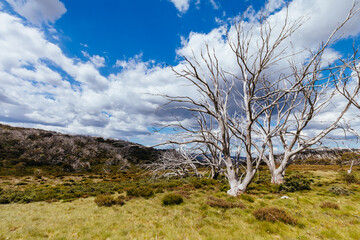 Wallace Hut near Falls Creek in Australia