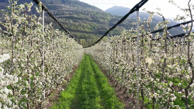 Aerial 4K, blooming apple orchard in Valtellina, Italy