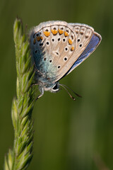 Polyommatus icarus - Common blue - Argus bleu - Azuré commun