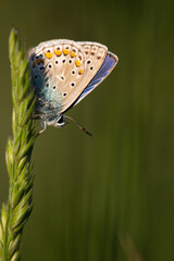 Polyommatus icarus - Common blue - Argus bleu - Azuré commun