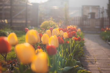 Time of the most romantic flowers on planet earth namely Tulips. Tulips open their petals in the beautiful western soft light and show the romance of nature for lovers or encouragement for the elderly