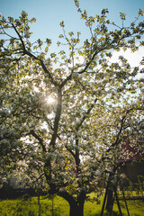 Beautiful white and pink flowers of the apple tree beautify the warm spring days in May and indicate a good harvest. Background for couples in love and romance