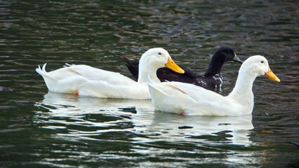Fototapeta premium Ducks swimming in a pond in a park in Fort Lauderdale, Florida, USA