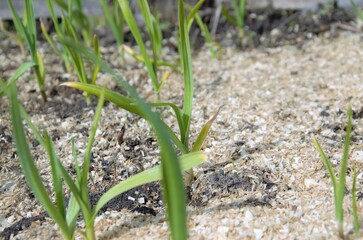 garlic sprouts planted in the bed. vegetable garden in spring