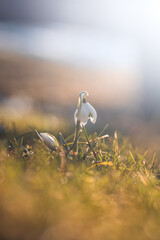 unique spring Leucojum vernum blooms in the woods with the help of sunshine and plenty of moisture and makes children and families happy. The first spring flower after a long winter
